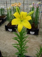 [1704 GlenGrant VH No02.JPG]